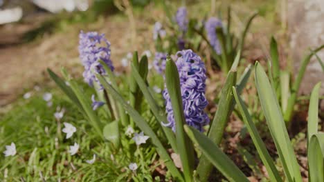 closeup of a hyacinth in full bloom