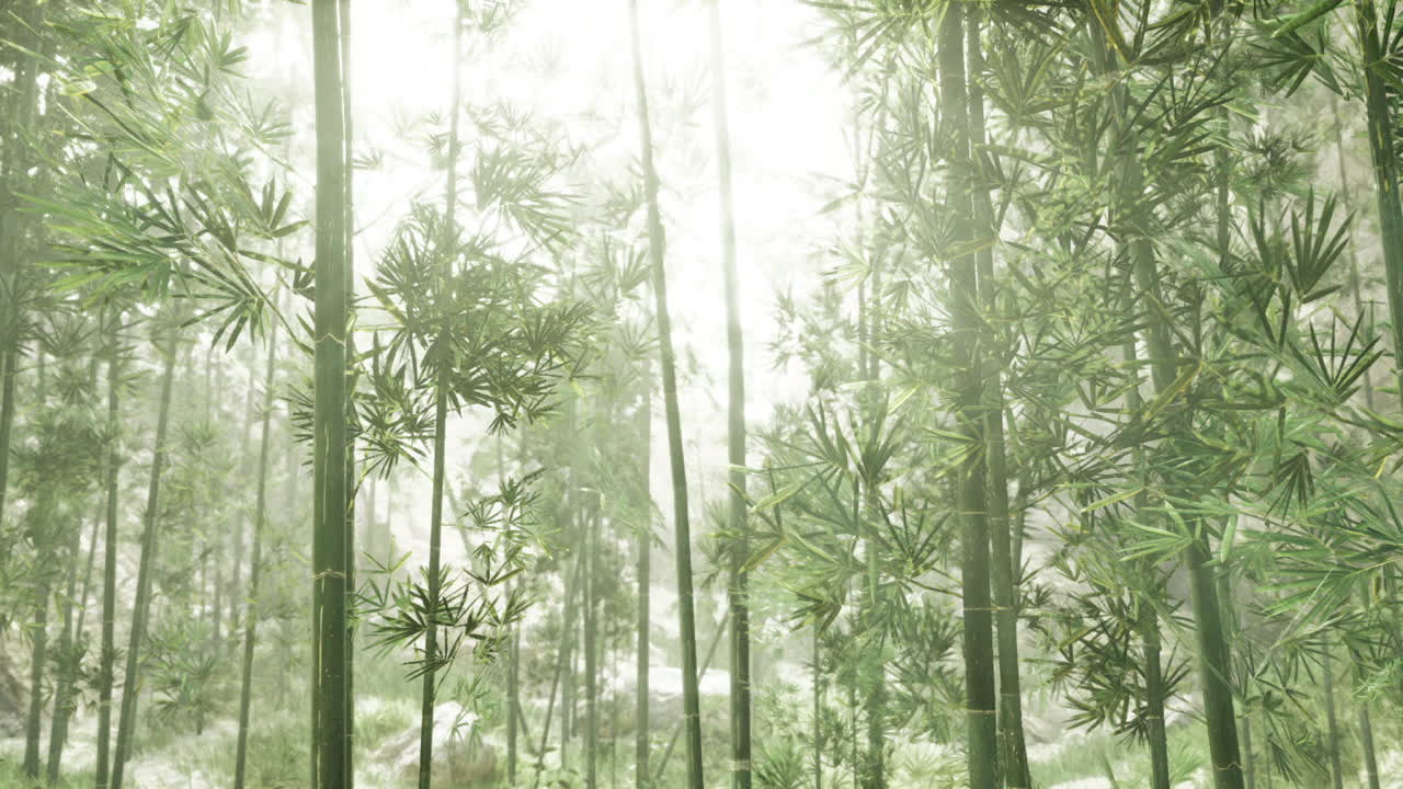 Foresta di bambù serena con luce eterea e atmosfera minimalista
