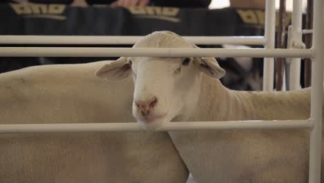 Süßes-Gesicht:-Weißes-Dorperschaf-Schaut-Bei-Einer-öffentlichen-Auktion-Aus-Dem-Gehege-Hervor