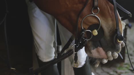 african american man putting bridle on the dressage horse