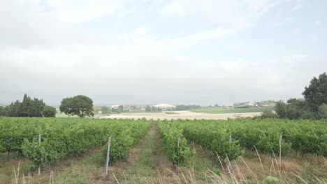 Grape-vines-lined-up-in-rows-on-a-vineyard-in-Southern-France-on-a-cloudy-day