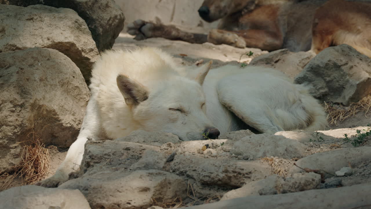 A white wolf sleeping on rocks