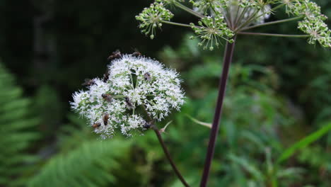 bees over wild angelica flowers during springtime