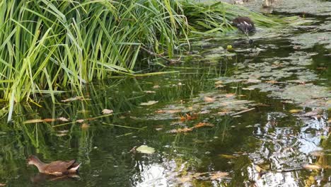 ducks moving and feeding in peaceful pond surrounded by grass during daytime in england, uk, gliding across the water while pecking at surface