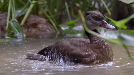 Un-Pato-Silbante-Bañándose-En-El-Nivel-Del-Suelo-De-Un-Estanque---Toma-De-Primer-Plano