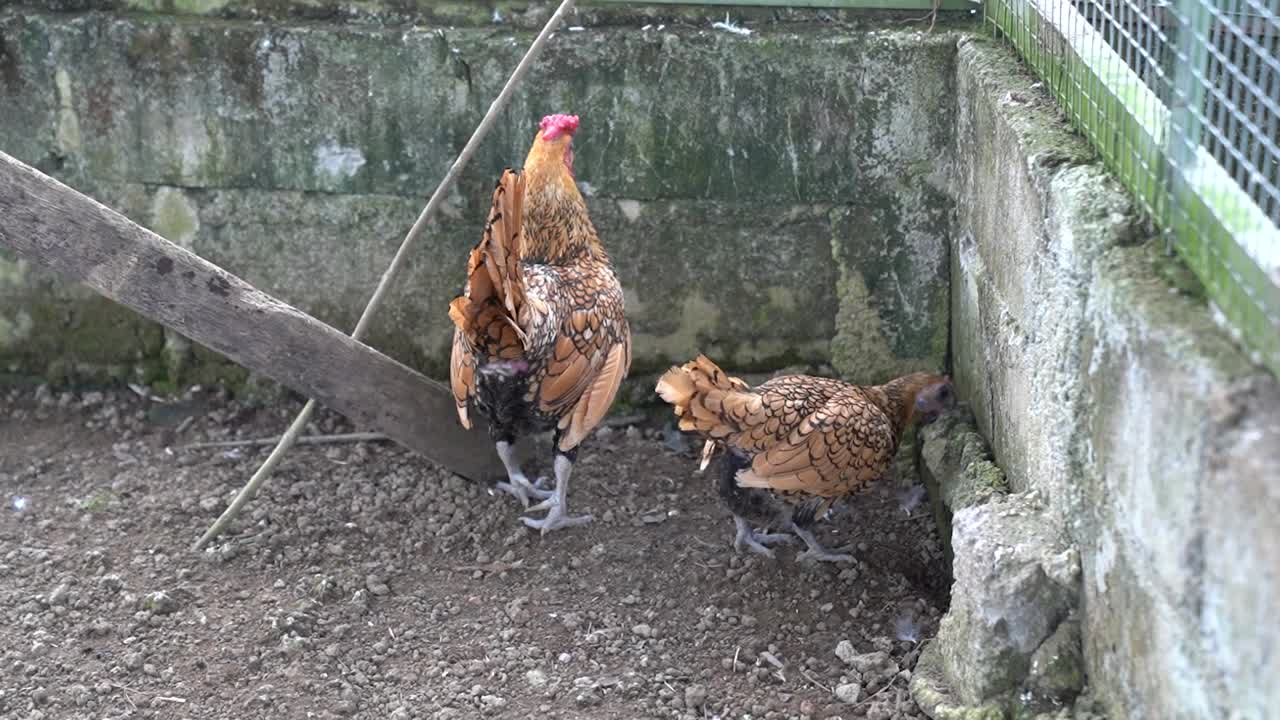 gallina y gallo rascando el suelo y forrajeando en un gallinero al aire libre de cerca