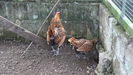 Hen-and-rooster-scratching-ground-and-foraging-in-outdoor-chicken-coop-close-up