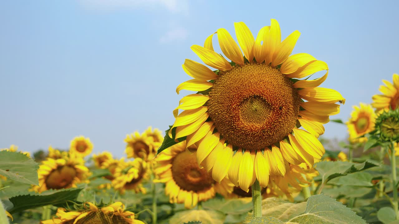아름다운 해바라기 배경 푸른 하늘 농업