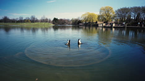 Dos-Gansos-Flotando-En-Un-Lago-Del-Jardín-Botánico-De-Chicago-Al-Atardecer