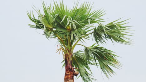 sap collection on pot from palm tree with fan shaped leaves and sky, day time, static shot, 4k.