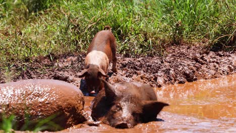 a pig wallows happily in a muddy puddle.