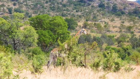 Hand-Held-Shot-Reveals-South-African-Cape-Giraffe-Walking-in-the-Green-Savannah