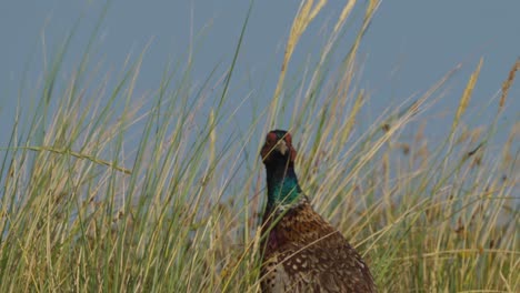 Vogelbeobachtung-Eines-Männlichen-Gemeinen-Fasans,-Der-Zwischen-Hohen-Gräsern-Statisch-Ist