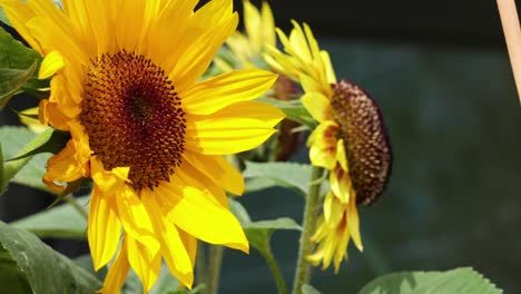 girasol moviéndose suavemente en el viento