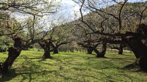 time-lapse de árboles en flor en un huerto soleado