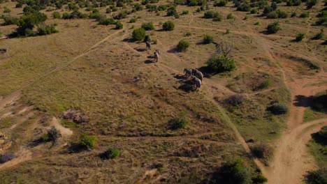 Elephant-family-walking-on-a-path-in-South-Africa,-savanna