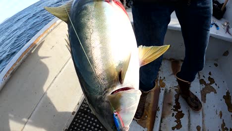 fish caught on crankbait lure is held up by gaff on fishing boat