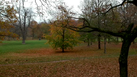 toma aérea de árboles de otoño en prater, viena, austria, que se eleva desde el nivel del suelo a través de las ramas