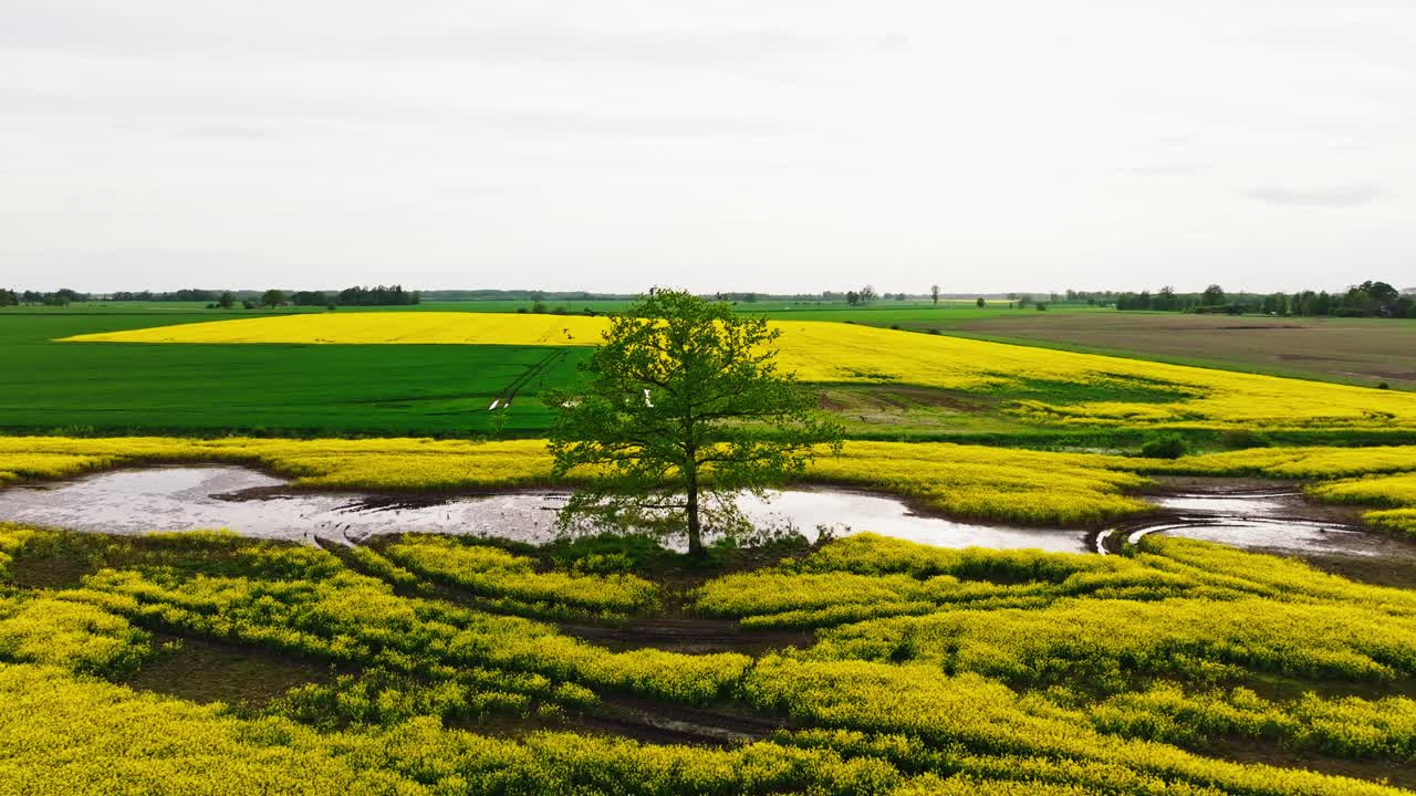Drone captures dramatic sunset escape of birds above spring floodwaters, Latvia