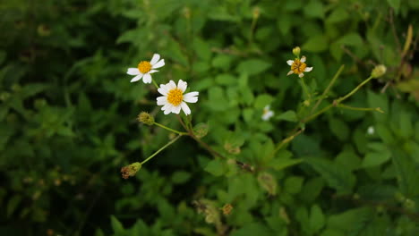 bellis perennis es una especie europea común de margarita, de la familia asteraceae, a menudo considerada la especie arquetípica de ese nombre