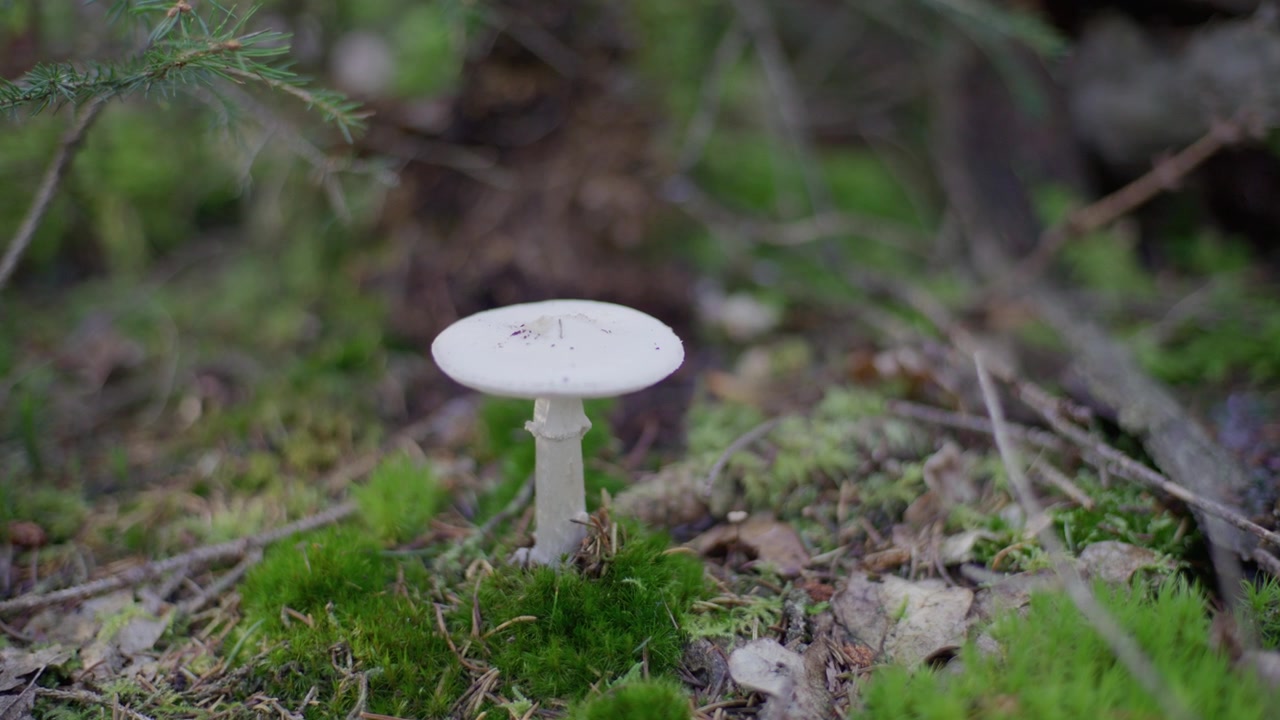 White mushroom stands alone on mossy forest floor surrounded by green ferns and fallen leaves