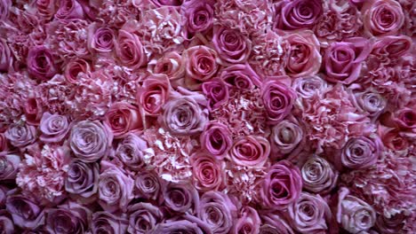 natural roses background closeup