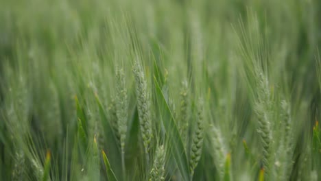 close up shot of wheat plants swaying in the wind