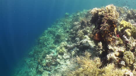 Tiro-Largo-De-Arrecife-De-Coral-Saludable-En-Agua-Azul-Con-Rayos-De-Sol,-Gran-Biodiversidad,-Indo-pacífico