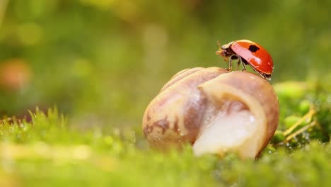 un primer plano de la vida silvestre de un caracol y una mariquita en la luz del atardecer.