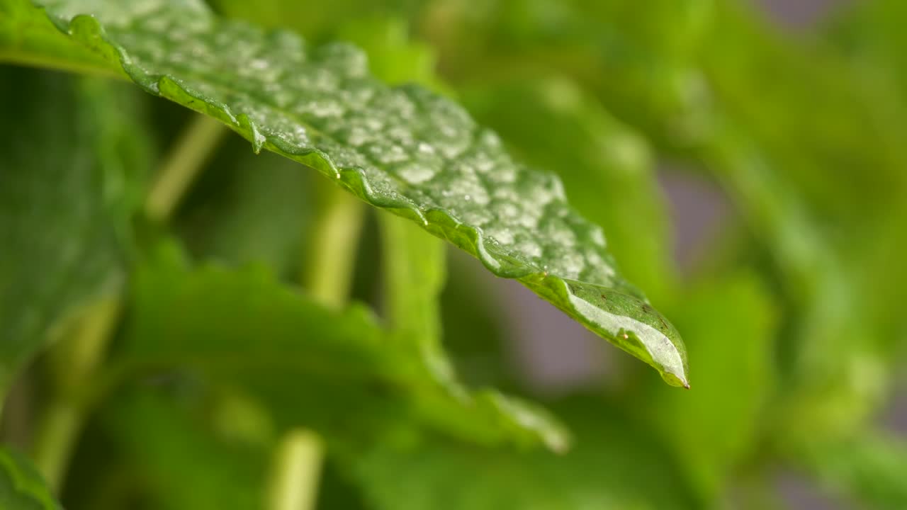 vista macro de la gota de agua que cae de la hoja verde