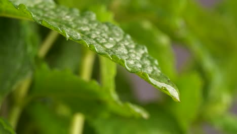 macro view of water drop falling from green leaf