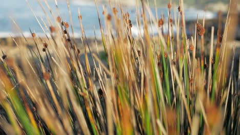 sideways tracking shot of reeds next to ocean