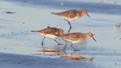 Kleine-Herde-Sanderlinge,-Die-Sich-Am-Strand-Von-Puerto-Madryn,-Argentinien,-Nach-Krustentieren-Ernähren