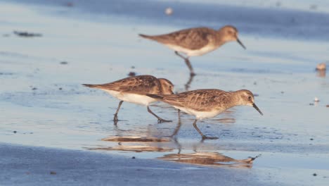 pequeña bandada de sanderlings que se alimentan de crustáceas en la playa de puerto madryn argentina