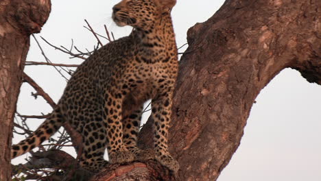 un leopardo subiendo más alto en un árbol en áfrica