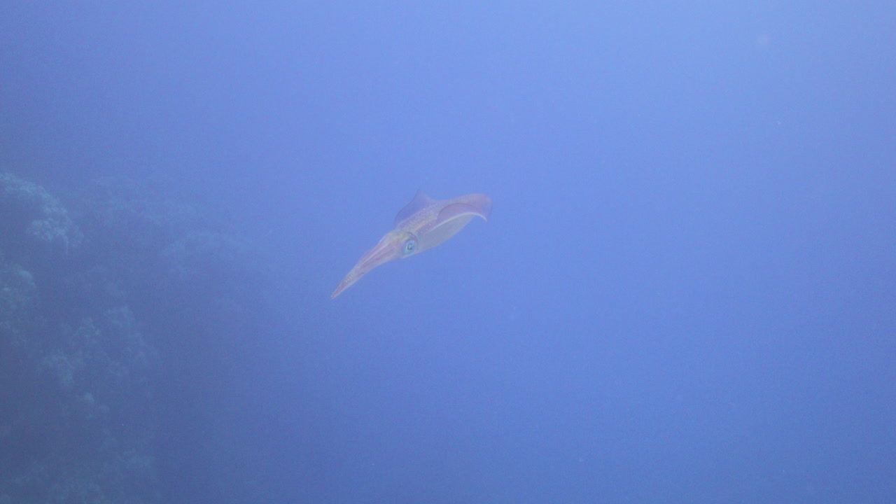 이집트 홍해의 산호초에 사는 오징어, 오징어는 제트 추진력으로 이동하는 빠른 수영 선수이며 주로 눈으로 먹이를 찾습니다.