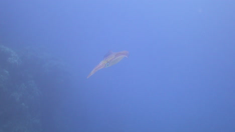 squid in the coral reef of the red sea of egypt, squid are rapid swimmers, moving by jet propulsion, and largely locate their prey by sight