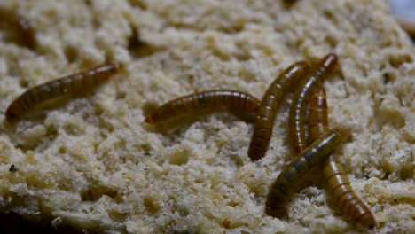 the mealworm is a species of darkling beetle used to feed pets like fish, snakes, birds, and frogs