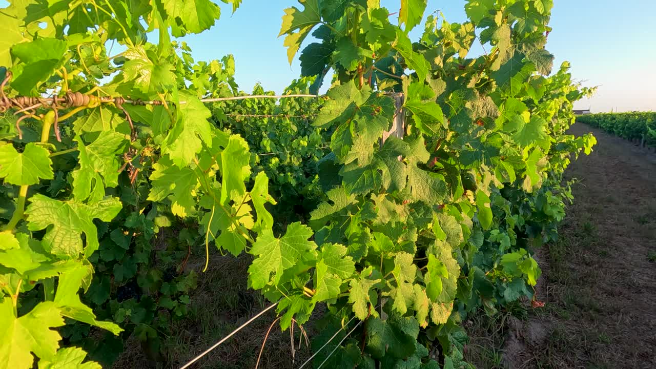 뒷면 에 해 가 지는 풍요로운 포도원