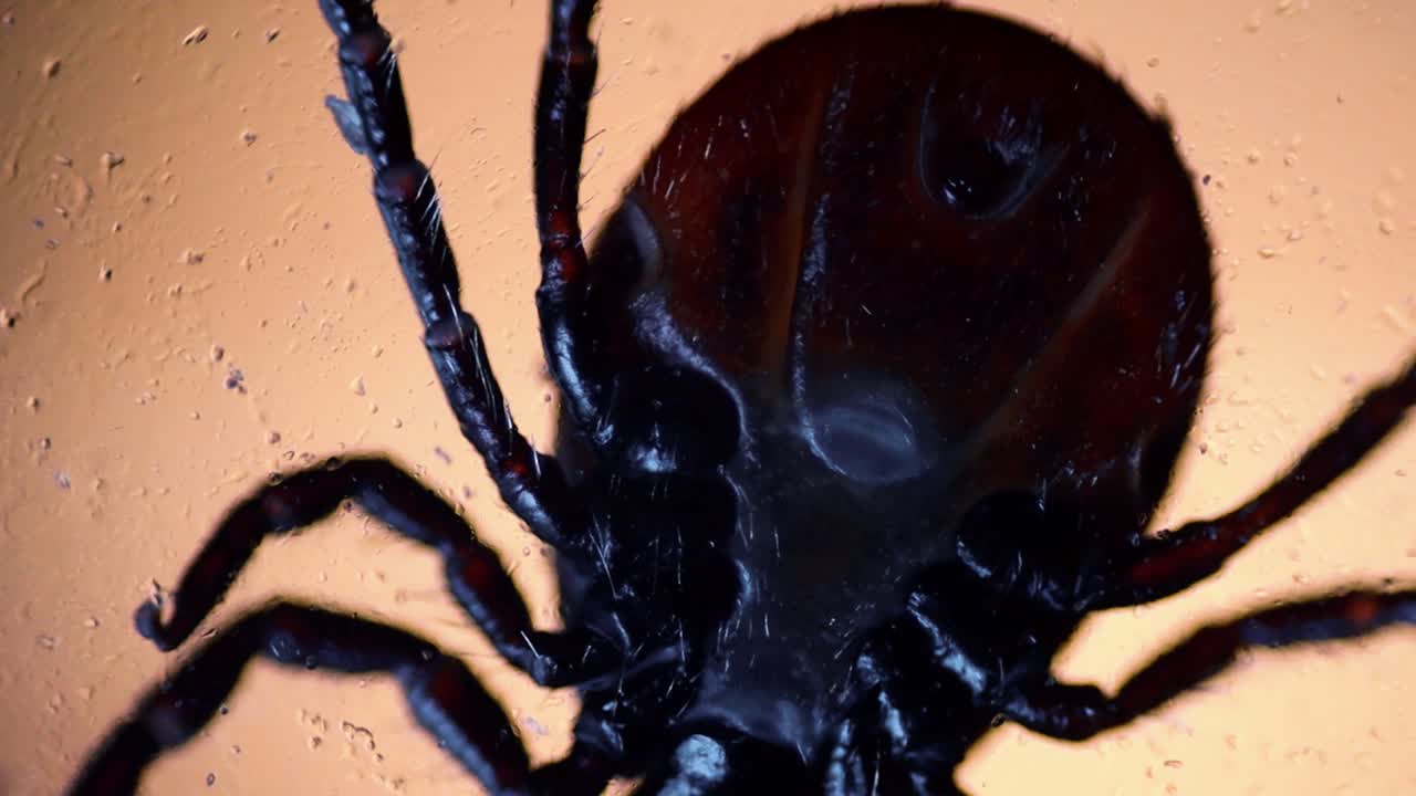 Close-up image of a tick under magnification, showing its reddish-brown body, legs, and fine details against a bright backlit background