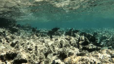 school of fishes swims under the water near the coral reef