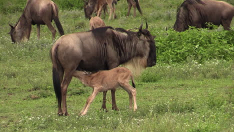 blue wildebeest mother suckling her baby in green african grassland