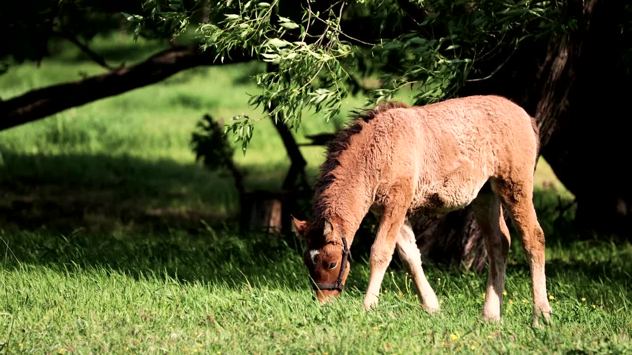 caballo joven de potro pastando en un prado verde cerca del bosque en la temporada de primavera o verano en bielorrusia