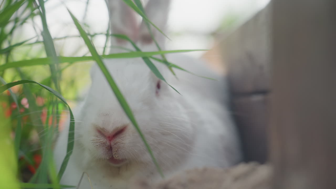 White Hare Observes Through Vibrant Blades, Inquisitive Bunny Scans Lush Meadow With Gentle Curiosity, Gentle Morning Scene Shows White Rabbit Exploring Thick Green Grass With Evident Interest