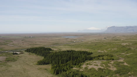 Un-Pequeño-Parche-De-Abetos-En-Hofsstadaskogur-En-Islandia