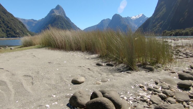 Gras on a sandy beach blows in the wind with the panoramic view of Milford Sound in the background