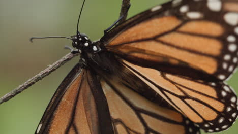 una mariposa monarca batiendo sus alas mientras está colgada de la rama de un árbol en la reserva de la biosfera de la mariposa monarca en méxico