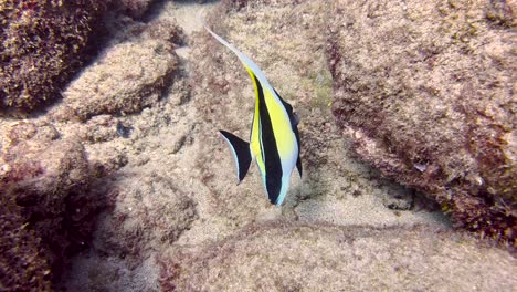 primer plano de ídolos moriscos zanclus cornutus ídolos moriscos recolectando alimentos de la superficie de la esponja que crece en el fondo del mar tropical aterrizaje de koloa , kauai, hawai, costa del pacífico de ee.uu.