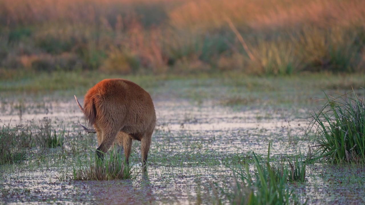Cervo delle paludi maschio pascola a testa bassa in una vasta prateria allagata alla calda luce del tramonto, utile per filmati di conservazione o habitat