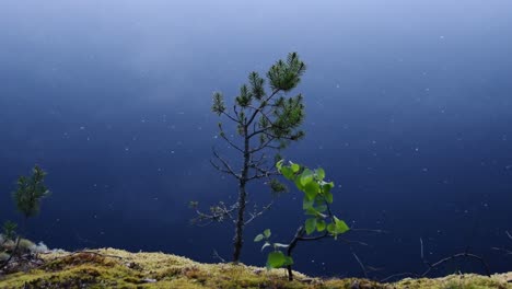 small pine tree on a calm lake shore line by misty night